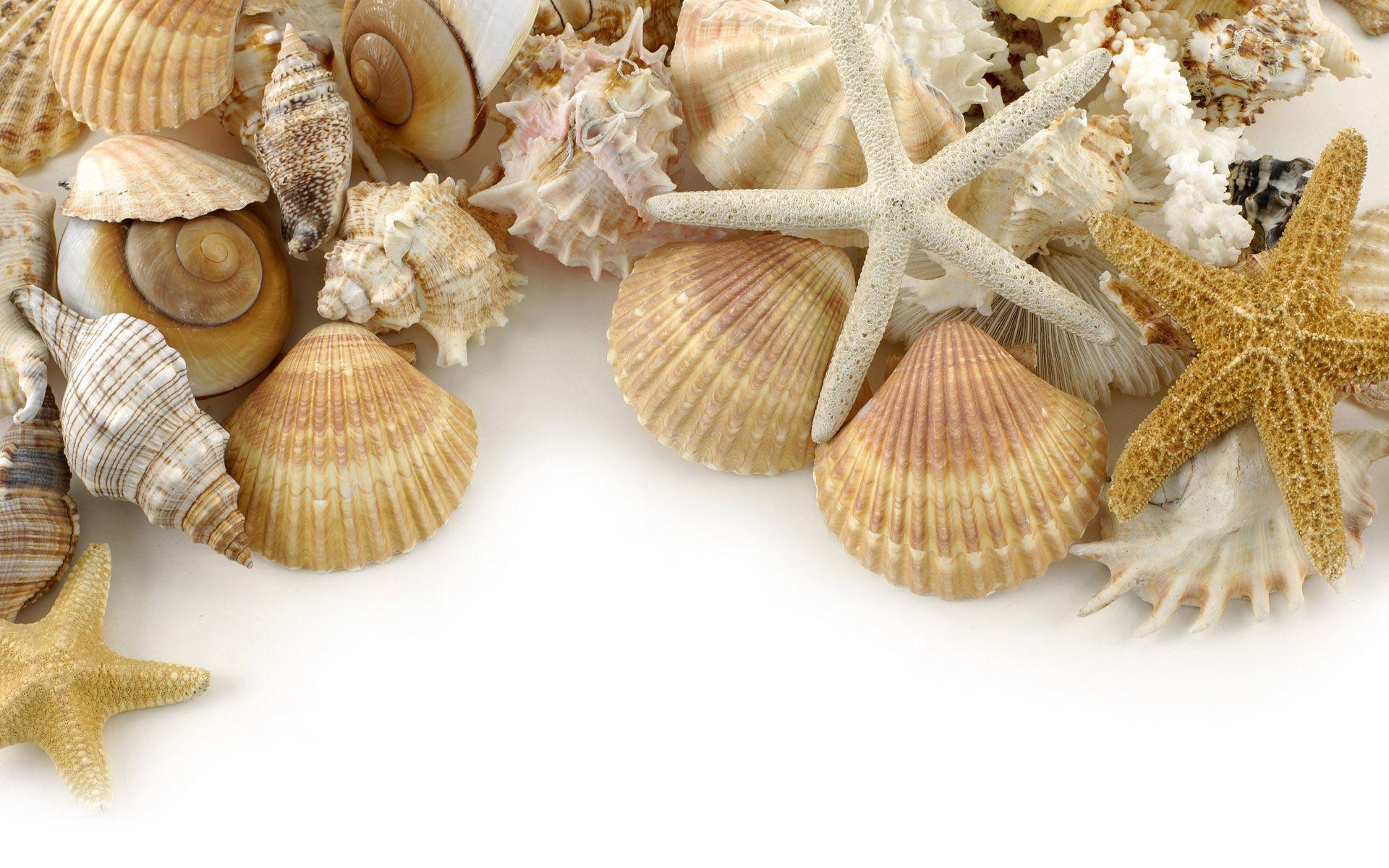 Shell Wallpapers - Top Free Shell Backgrounds - WallpaperAccess