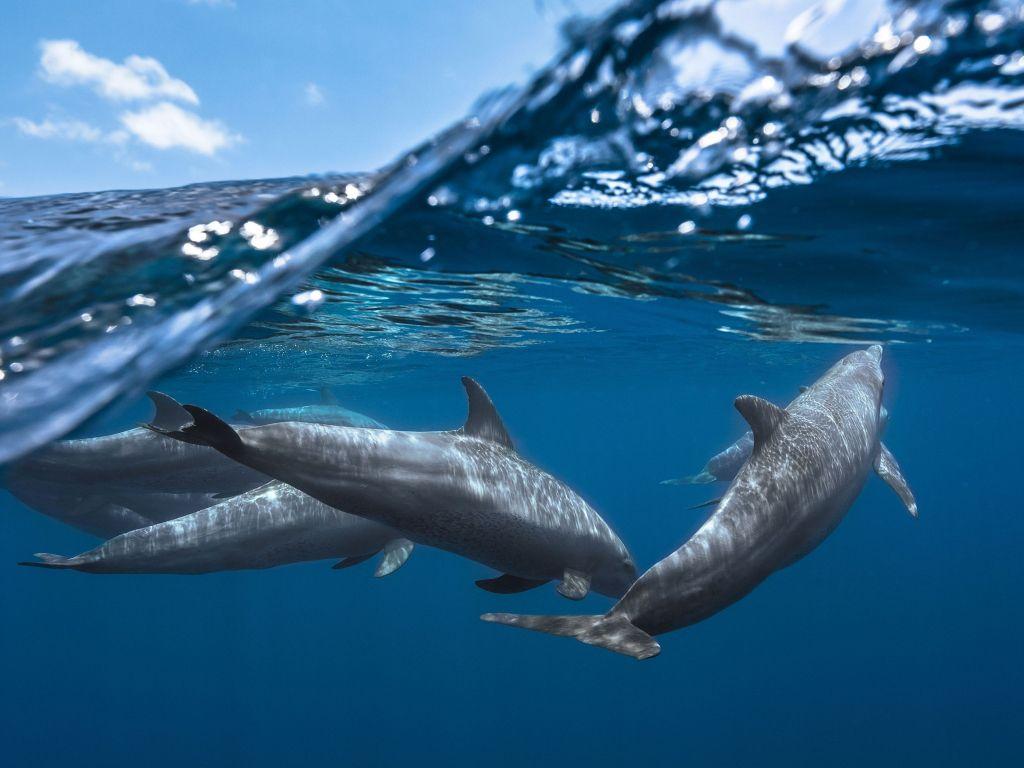 1024x768 Underwater 4K wallpaper for your desktop or mobile screen free and easy to download