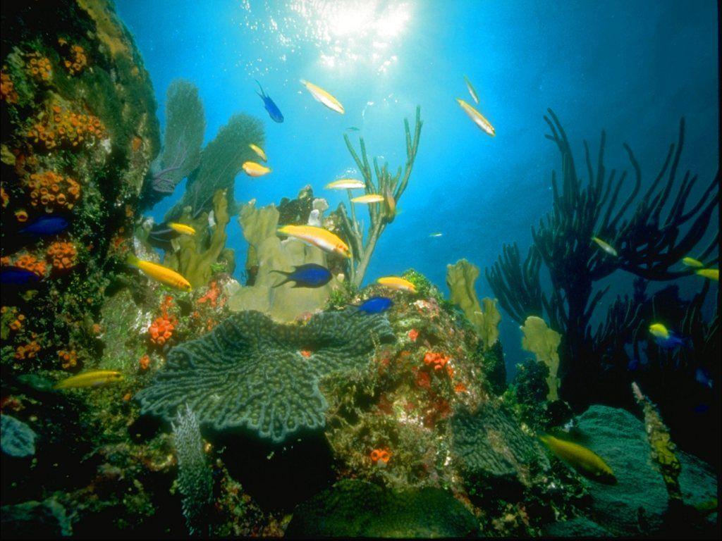 1024x768 Free Animated Underwater Wallpaper