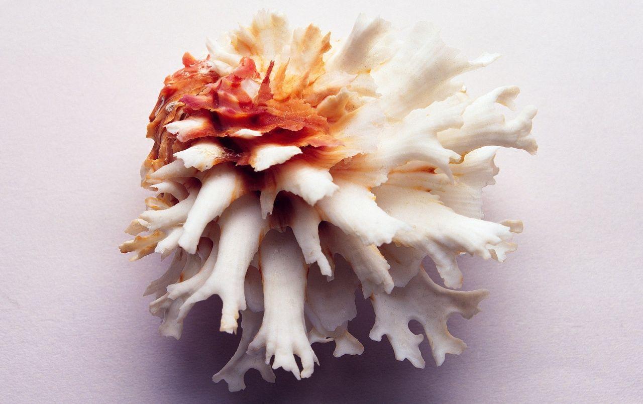 1280x804 Shell wallpaper. Shell