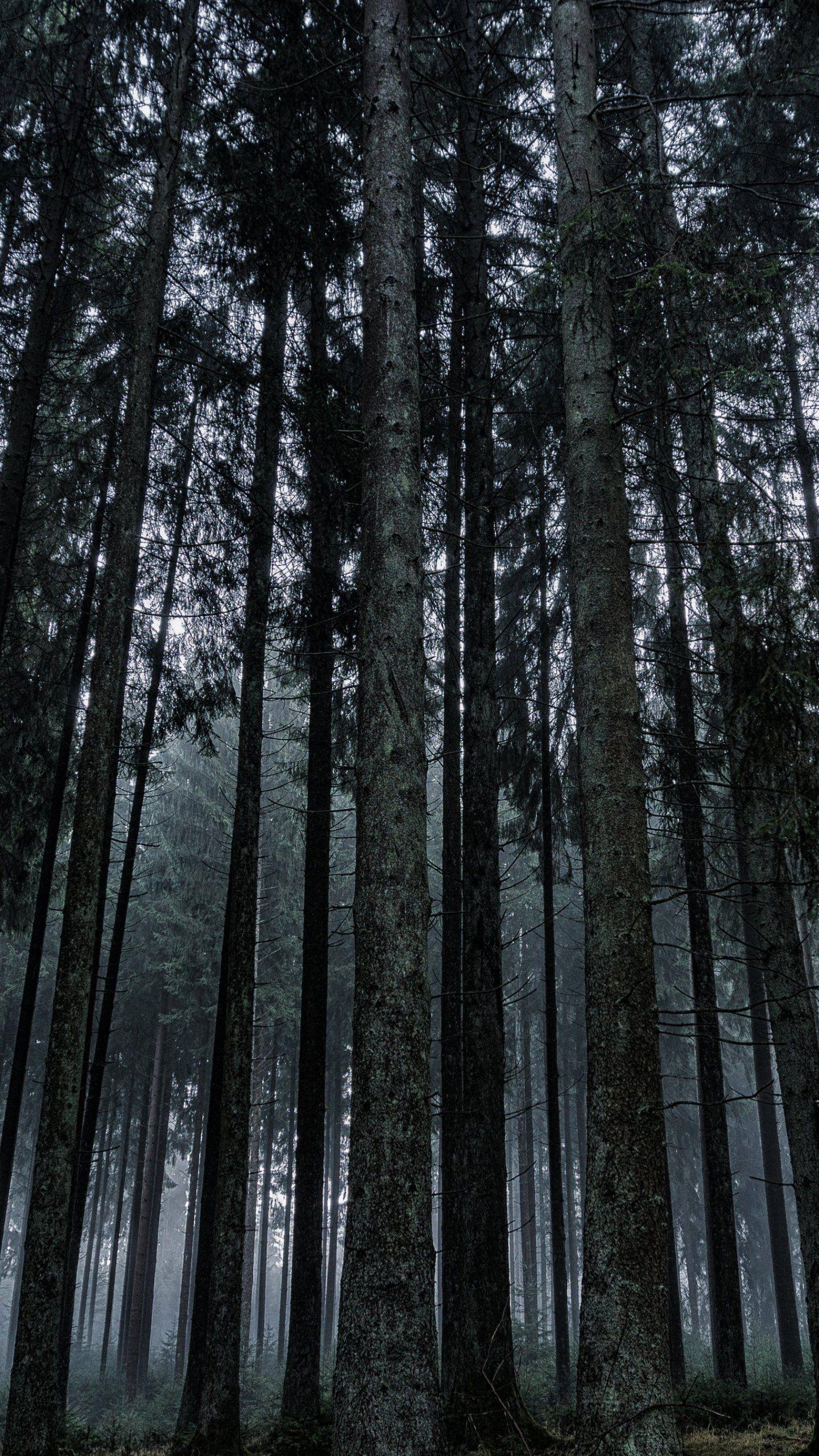 1440x2560 Free download Dark Forest Wallpaper iPhone Android Desktop