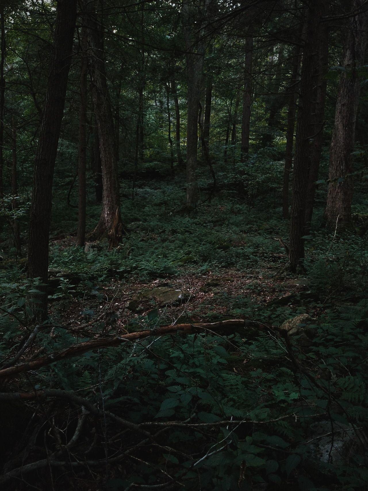 1280x1707 Aetheric Aesthetic: “Desy Lands ”. Nature Aesthetic, Woods