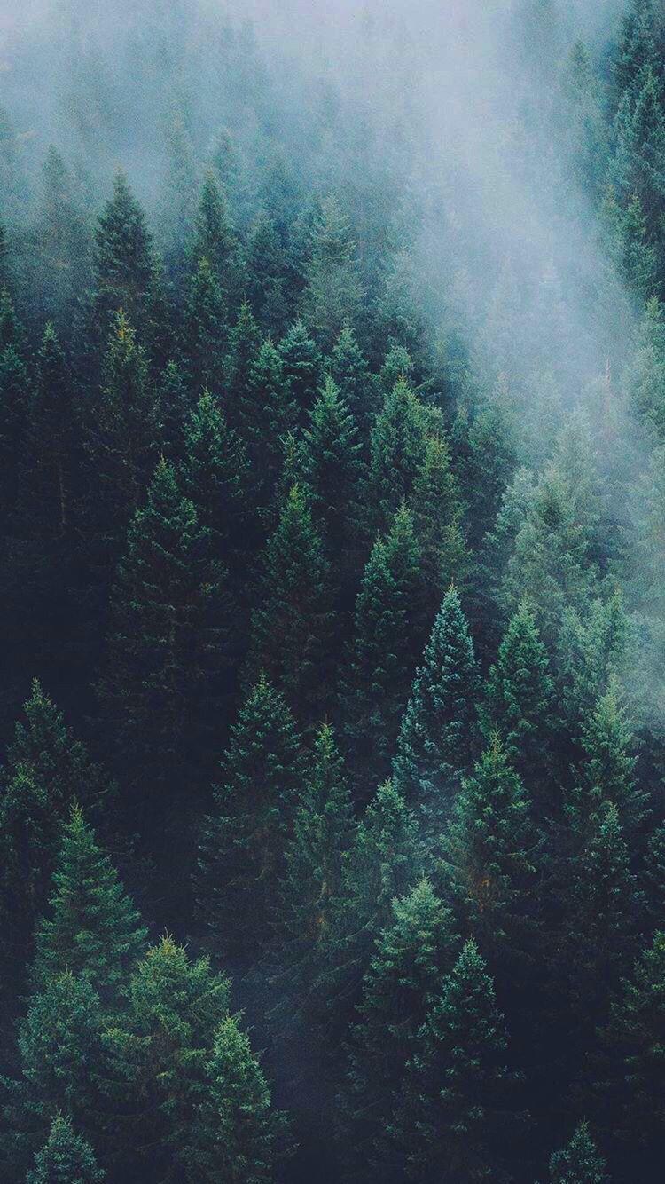 750x1334 forest wallpaper 2a8c4e009391c3e09c39fb3708686182