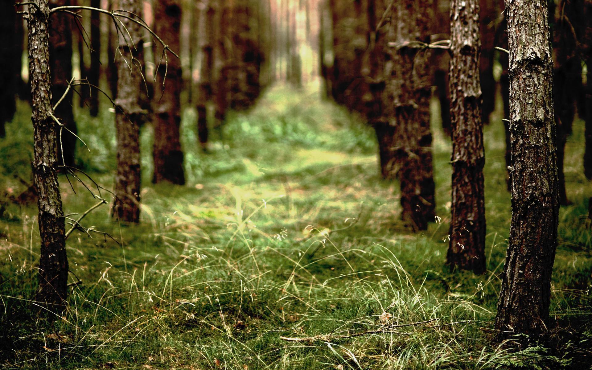1920x1200 Aesthetic Forest HD Wallpaper