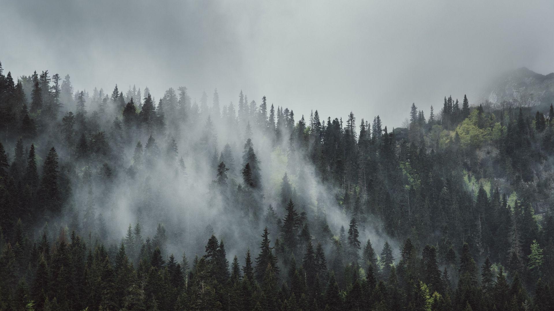 Обои фото лес в тумане