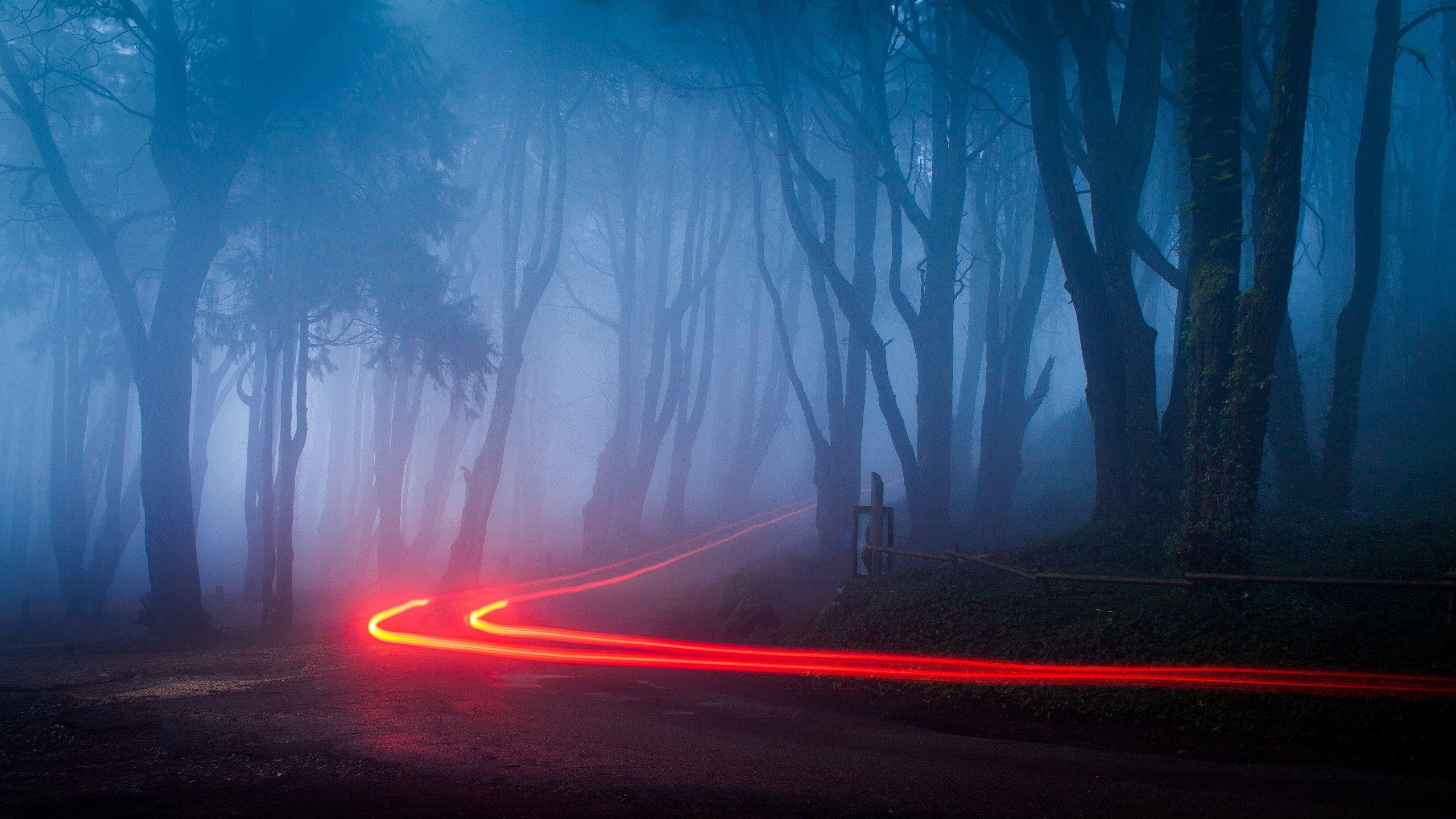2560x1440 Foggy Forest