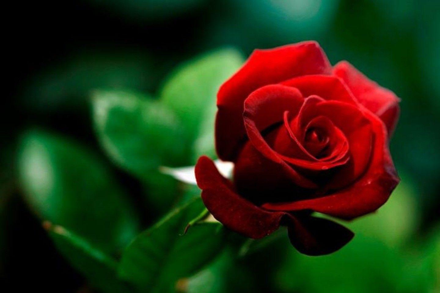 1440x957 Flowers: Red Flower Love Rose Passion Desktop Wallpaper for HD 16:9