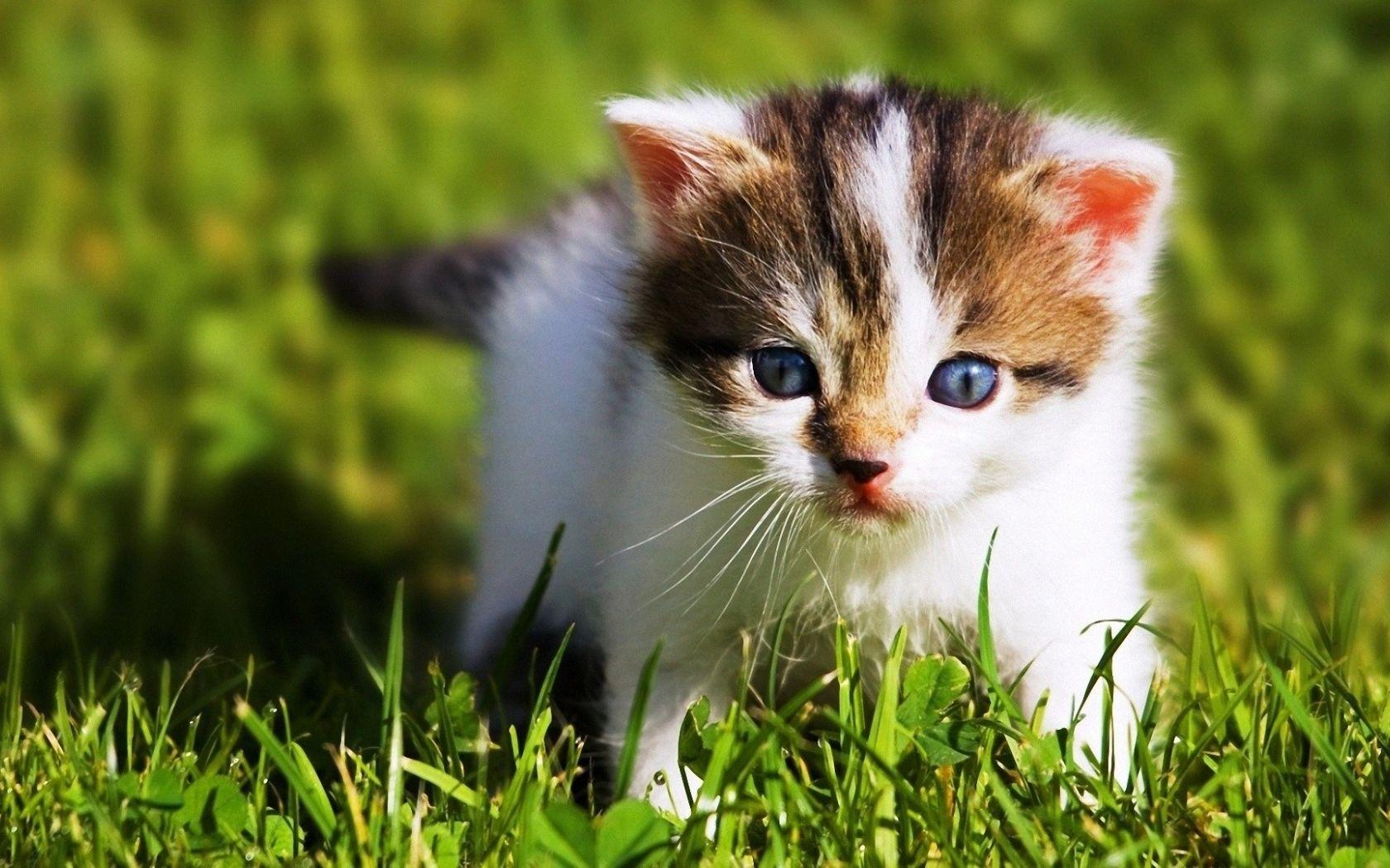 1680x1050 Free download Cute Baby Animals Wallpaper [1920x1080]