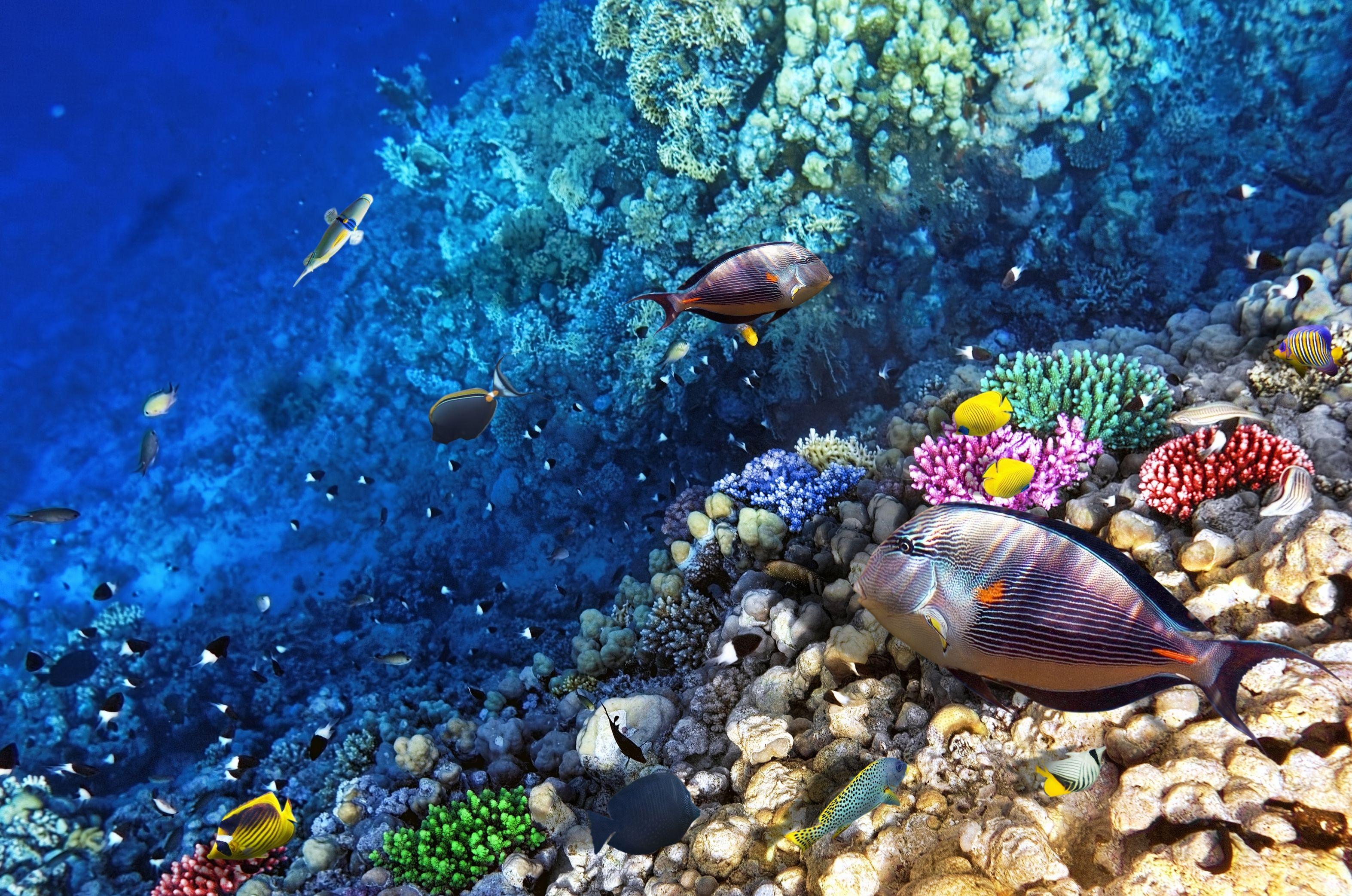 3147x2085 Ocean Seabed Reef Exotic Marine Fish Desktop Wallpaper Background