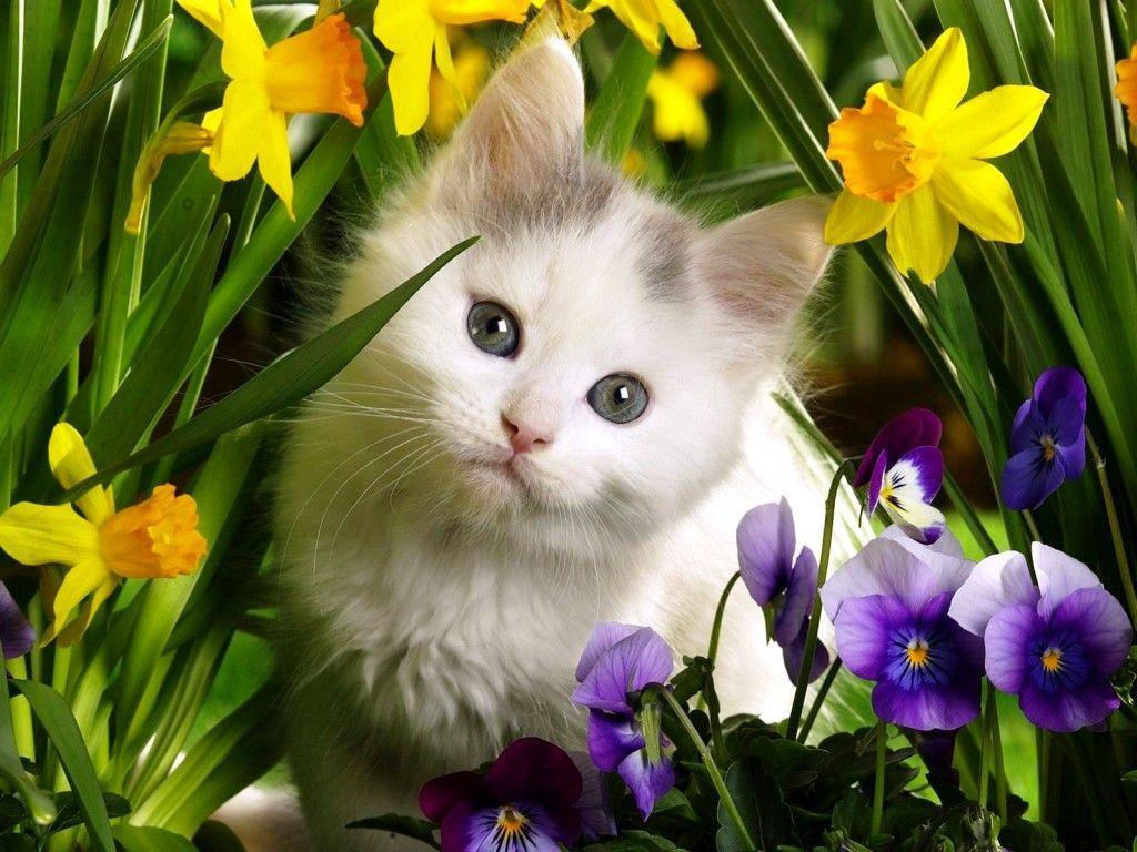 1024x768 Cute Baby Animals Wallpaper