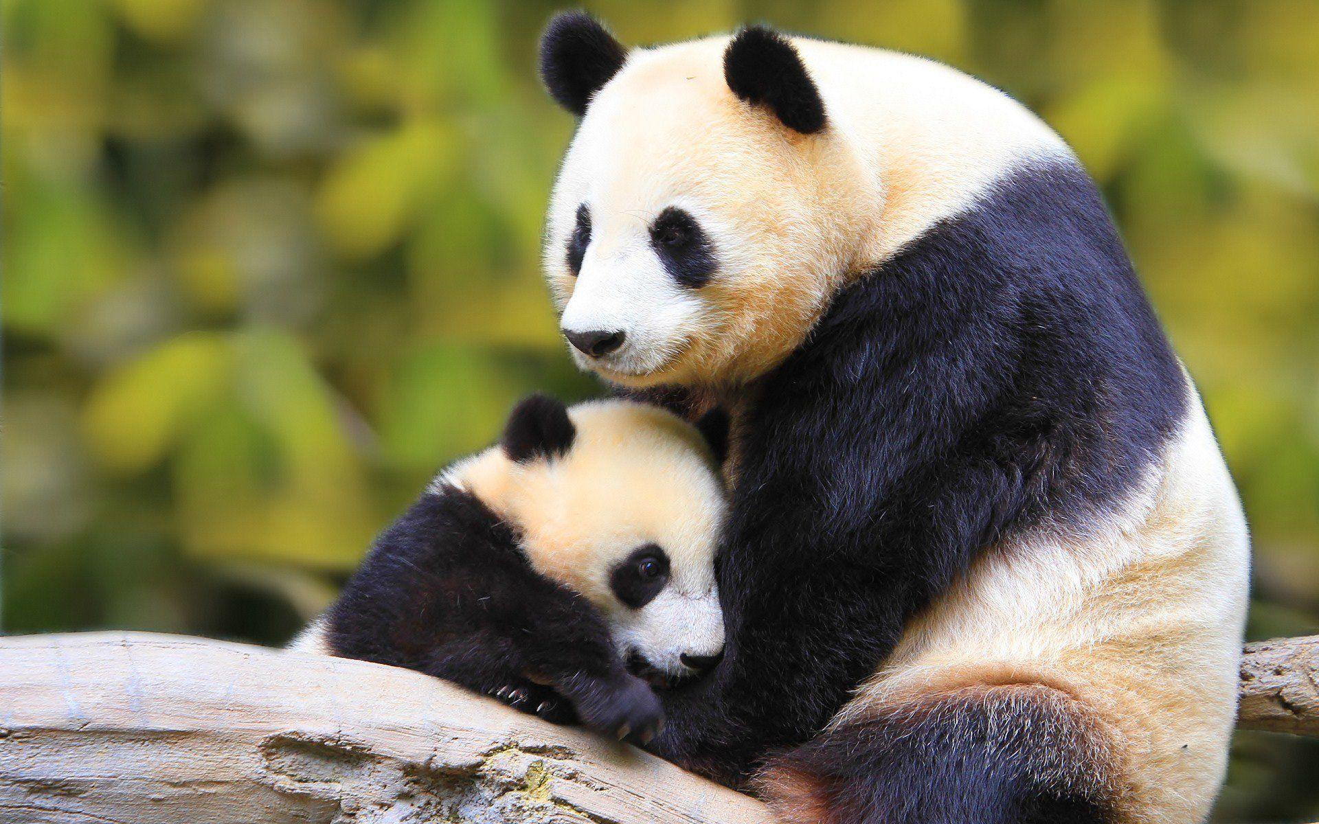 1920x1200 nature, Animal, Bird, National, Geographic, Panda, Forest, Baby