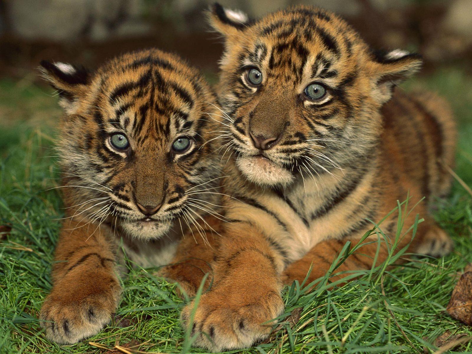 1600x1200 HD Cute Baby Animal Background HD Desktop Wallpaper Amazing