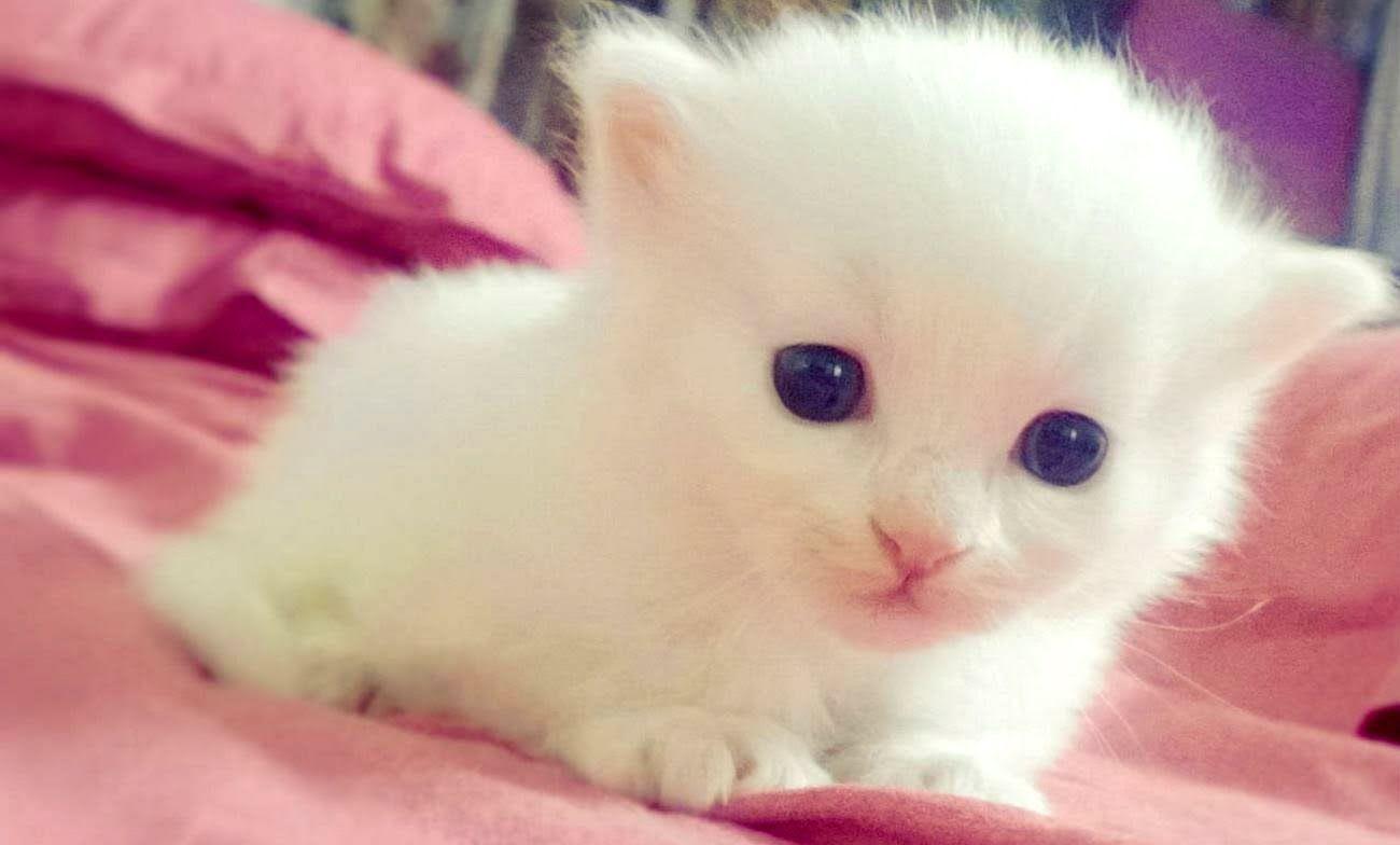 1300x784 Cute Baby Animals Ever, iPhone, Desktop HD
