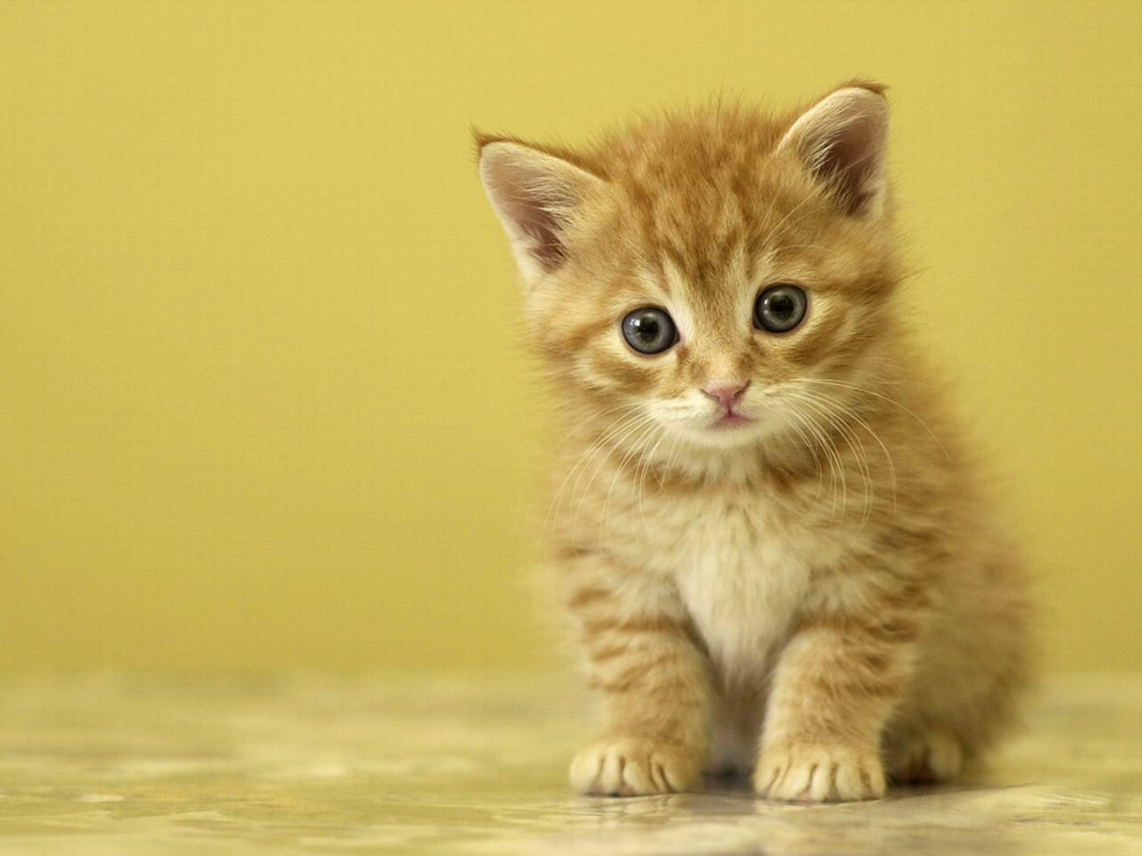 1280x960 Cute Baby Animal Wallpaper Desktop #sRx