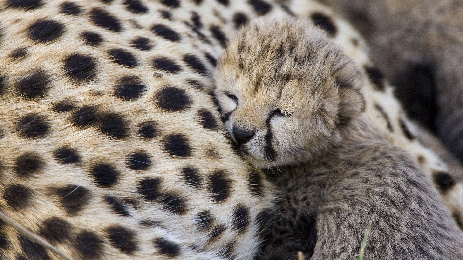 1920x1080 cute baby cheetah wallpaper Desktop Wallpaperk HD