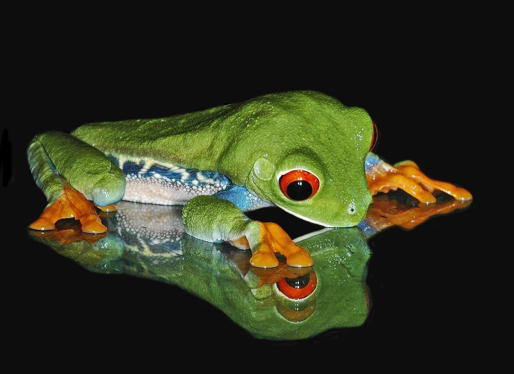 1650x1200 Exotic Frog Desktop Wallpaper FREE on