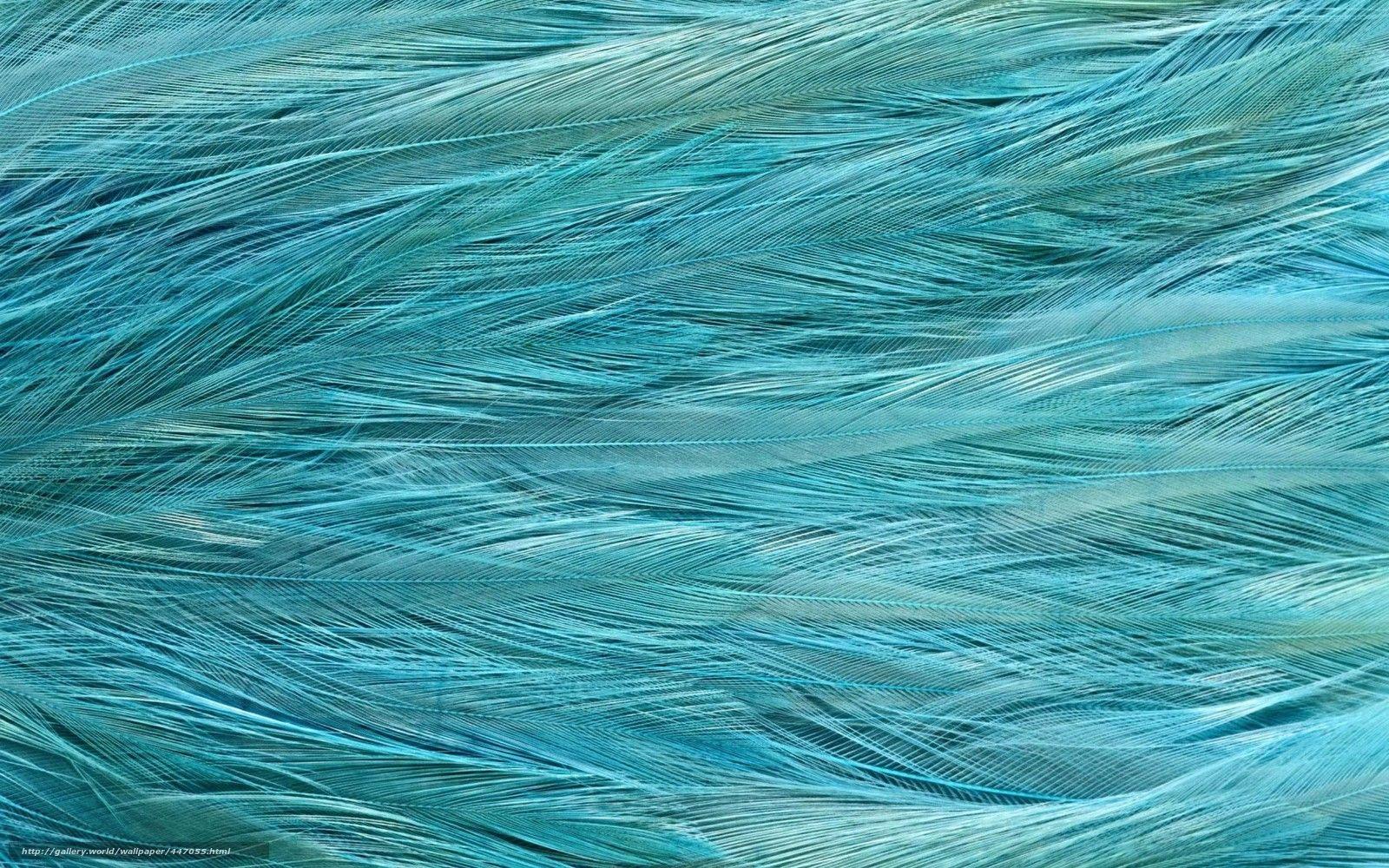 1600x1000 Download wallpaper texture, exotic bird feathers, background