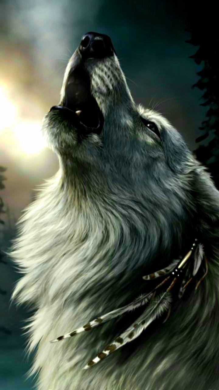 Indian Wolf Wallpapers - Top Free Indian Wolf Backgrounds - WallpaperAccess