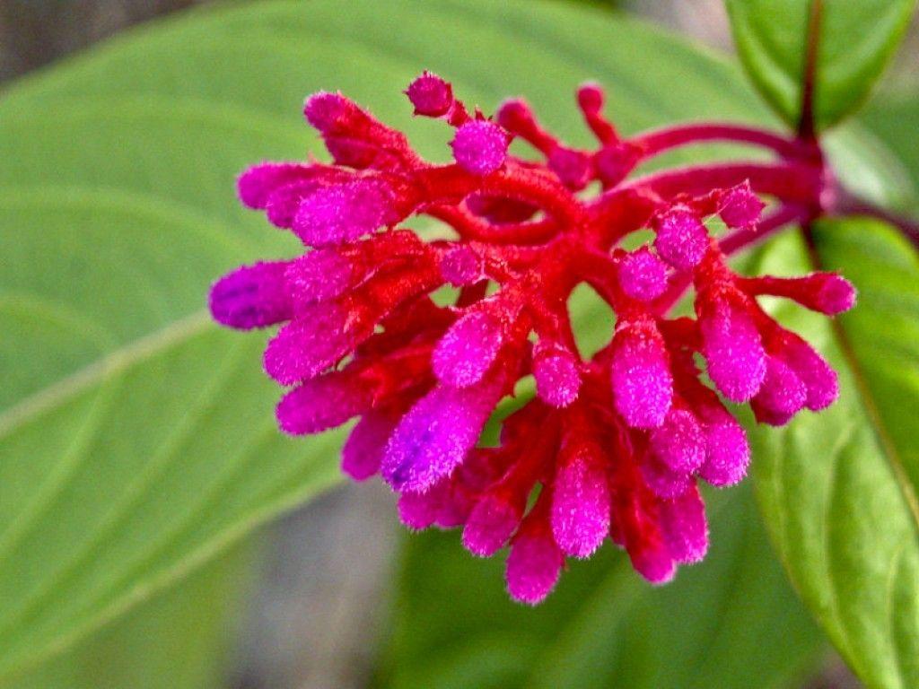 1024x768 Brazilian Tag wallpaper: Brazilian Flower Beautiful Desktop Spring