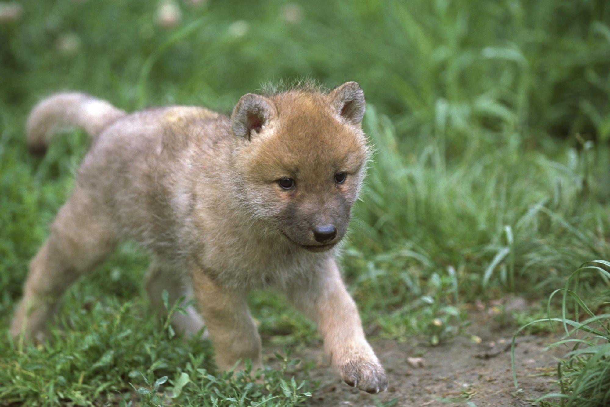 1999x1333 Cute Baby Wolf Wallpaper Wolves .itl.cat