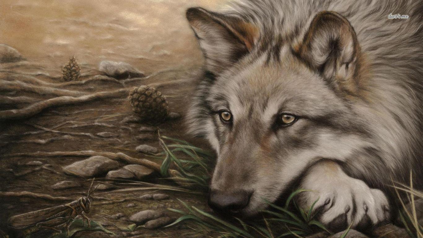 1366x768 Wolf wallpaper 1366x768 (laptop) desktop background