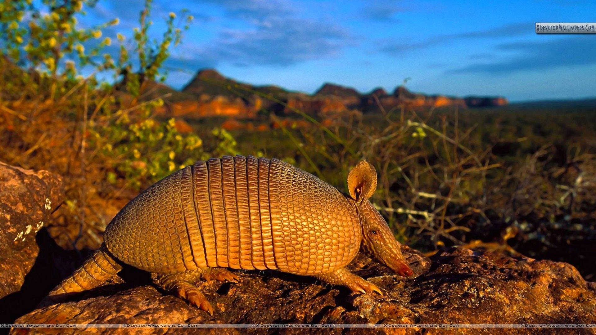 1920x1080 Brazilian Lesser Long Nosed Armadillo Wallpaper