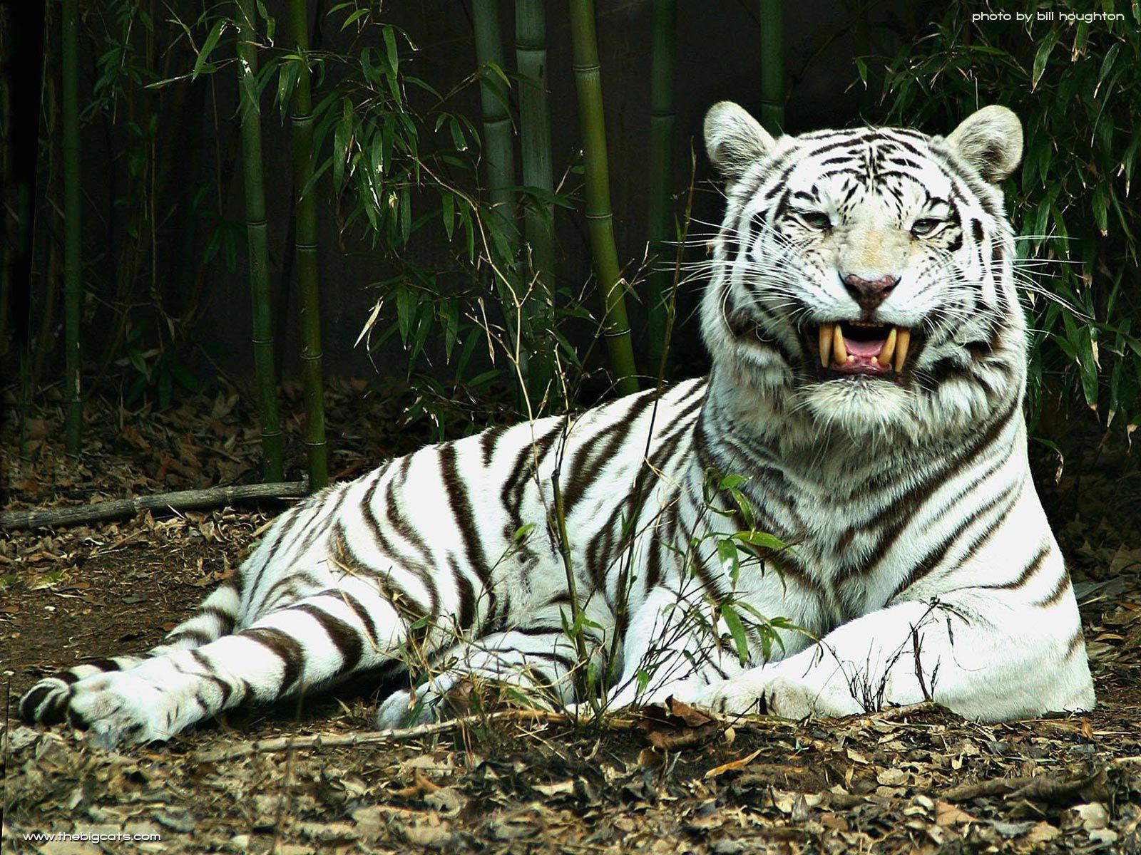 1600x1200 Japan: White Tiger HD Wallpaper for Desktop Free