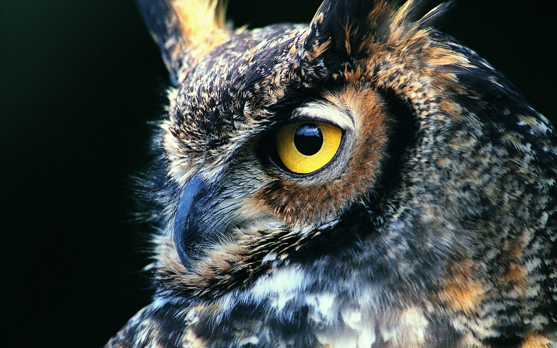 1920x1200 Owls Background. Howls Moving Castle