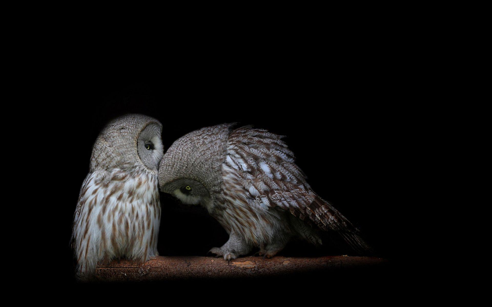 1920x1200 Wallpaper Owl