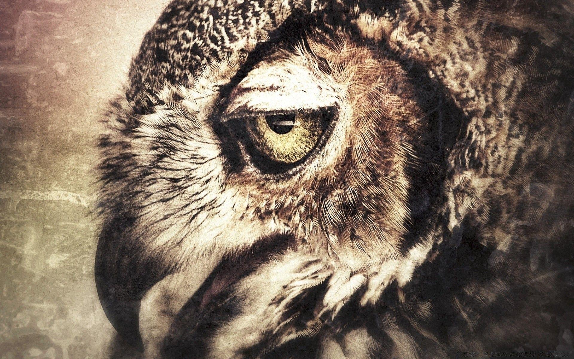 1920x1200 Owl Art