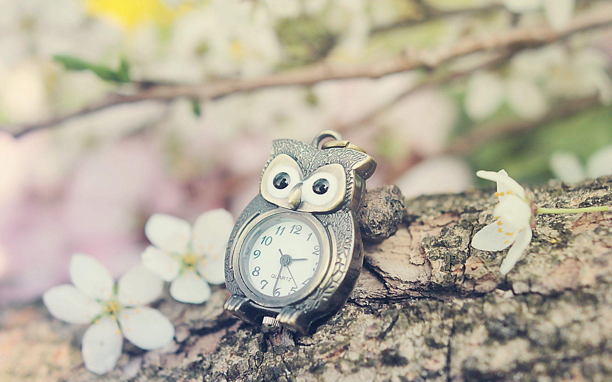 2560x1600 time, Bokeh, Watch, Owl Wallpaper HD / Desktop and Mobile Background