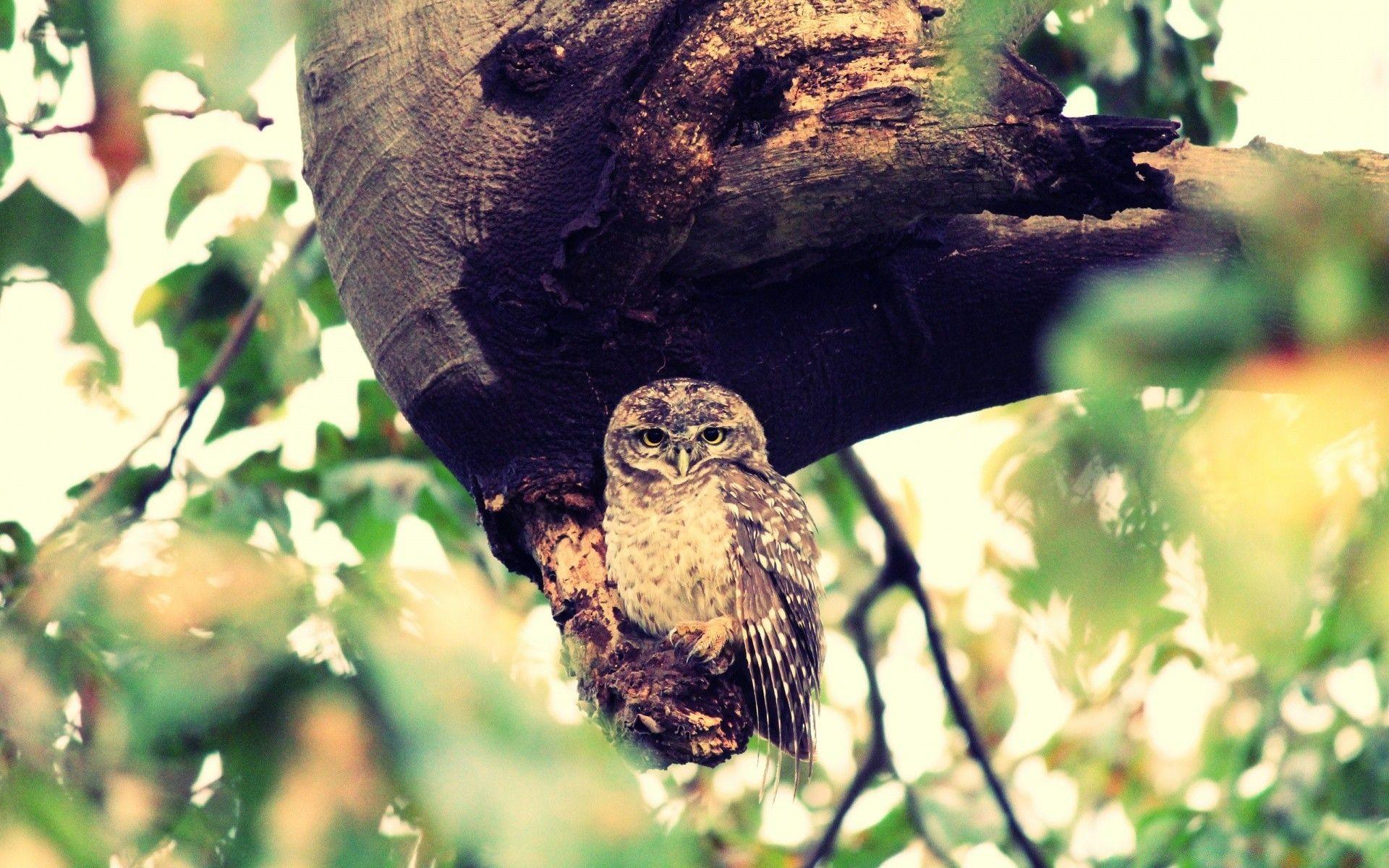1920x1200 Owl