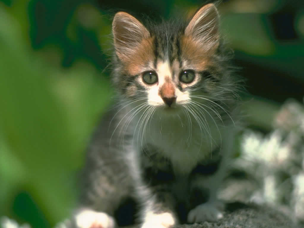 1024x768 Animal Anime Cute 40404 Wallpaper wallpaper