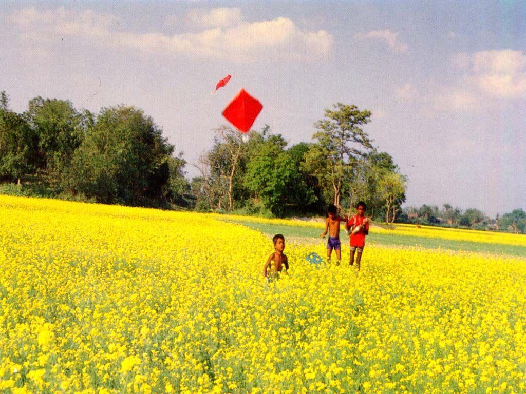1024x768 kite flying in a field of yellow flowers. Landscape photography