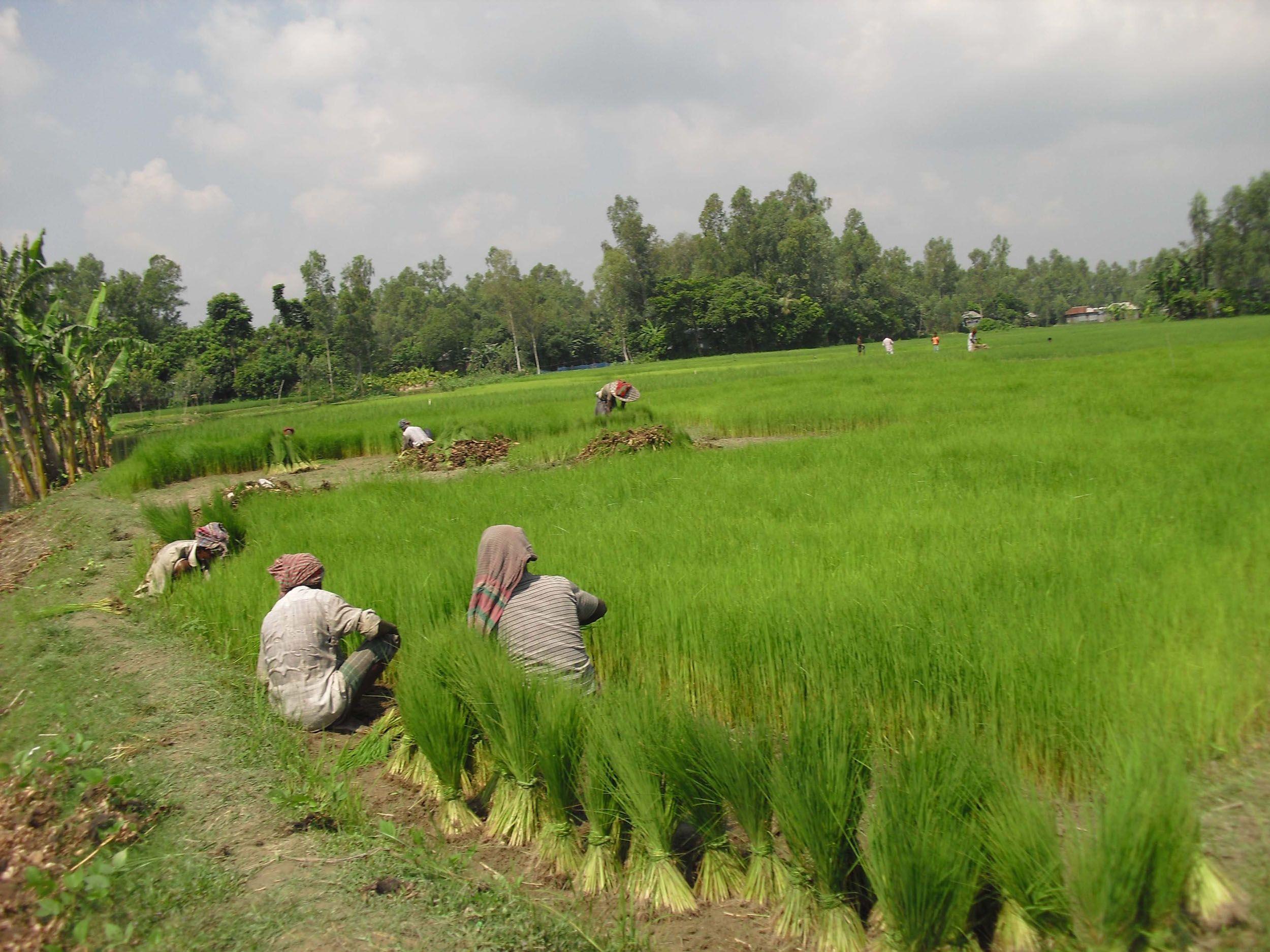 2500x1875 Free download Bangladesh image Paddy Tree Shanto HD wallpaper