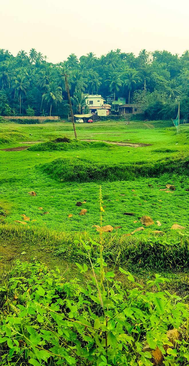 660x1280 green nature wallpaper