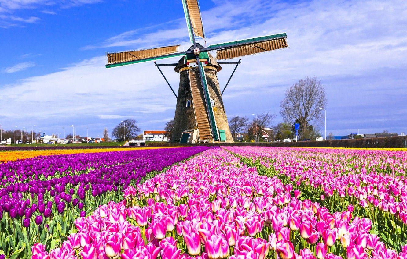 1332x850 Wallpaper field, mill, tulips, Netherlands, colorful, Keukenhof
