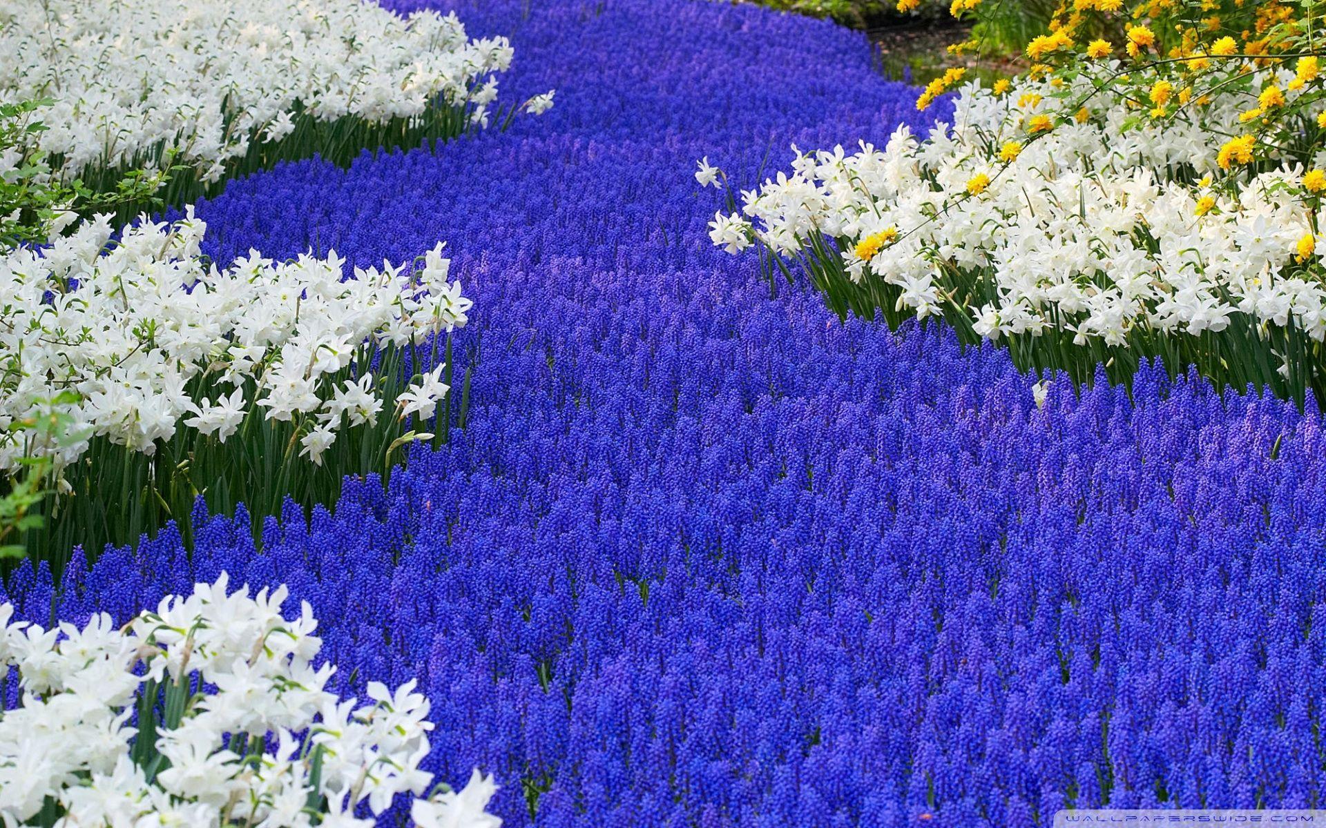1920x1200 Grape Hyacinths And Daffodils Keukenhof Gardens Lisse Holland