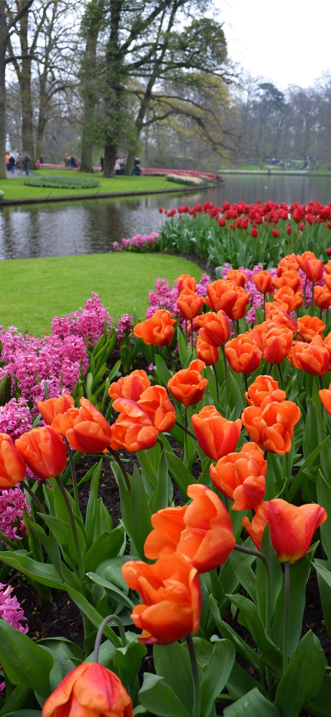 Keukenhof Wallpapers - Top Free Keukenhof Backgrounds - WallpaperAccess