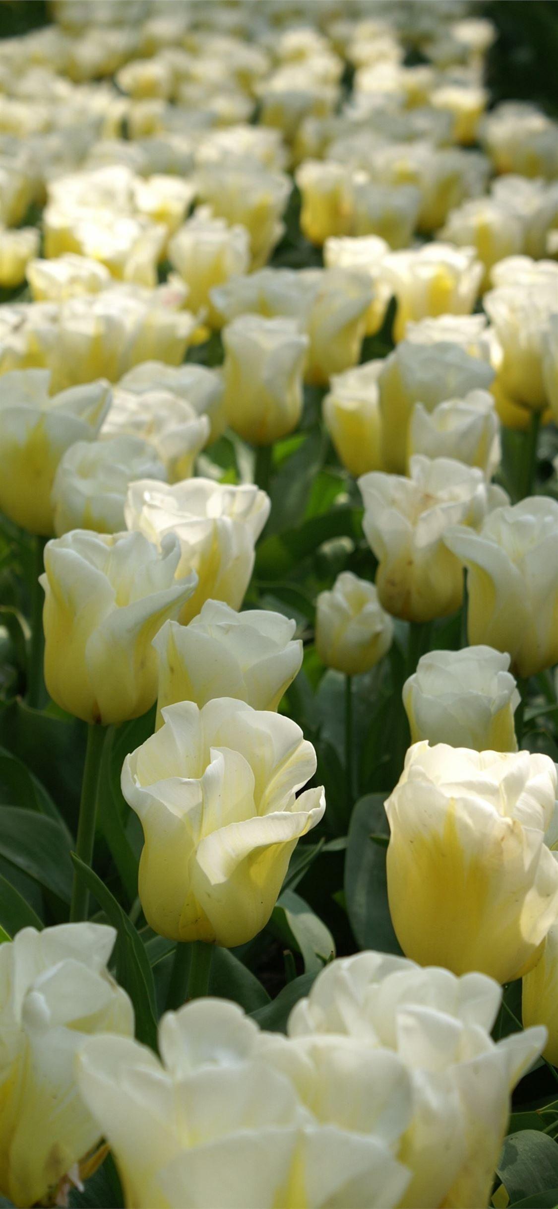 1125x2436 Keukenhof iPhone X Wallpaper Free Download