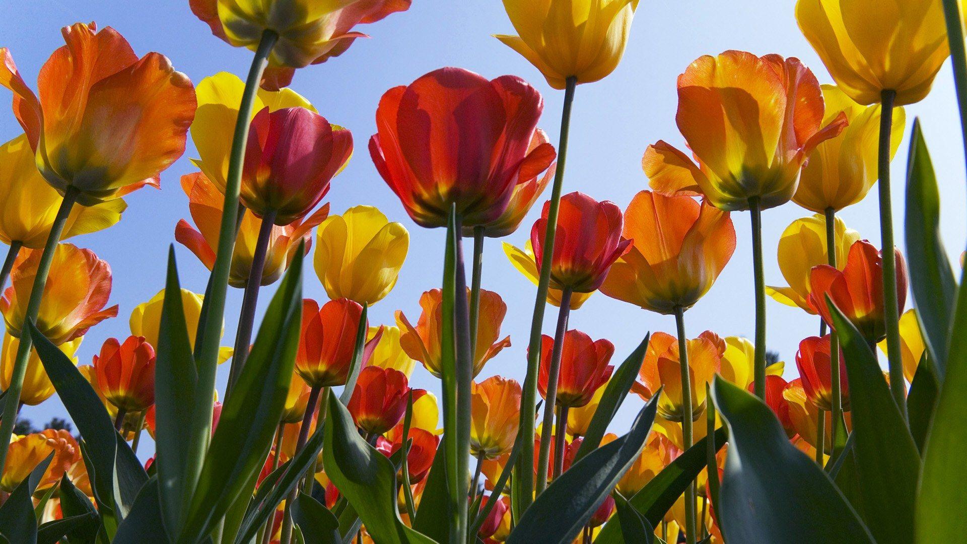 1920x1080 Wallpaper, keukenhof, nature, tulpen, netherlands, europe, window