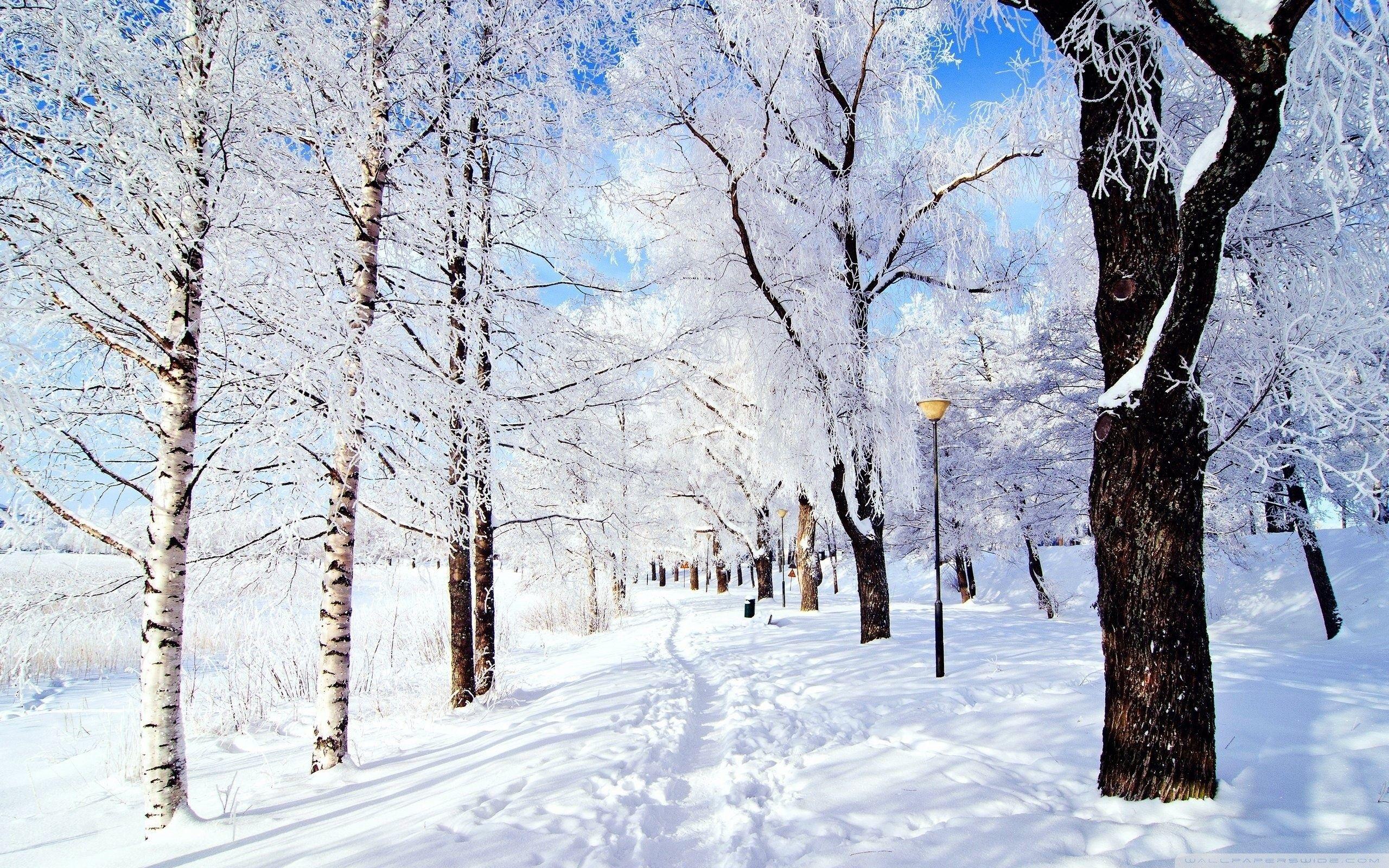 2560x1600 Winter Wonderland Wallpaper
