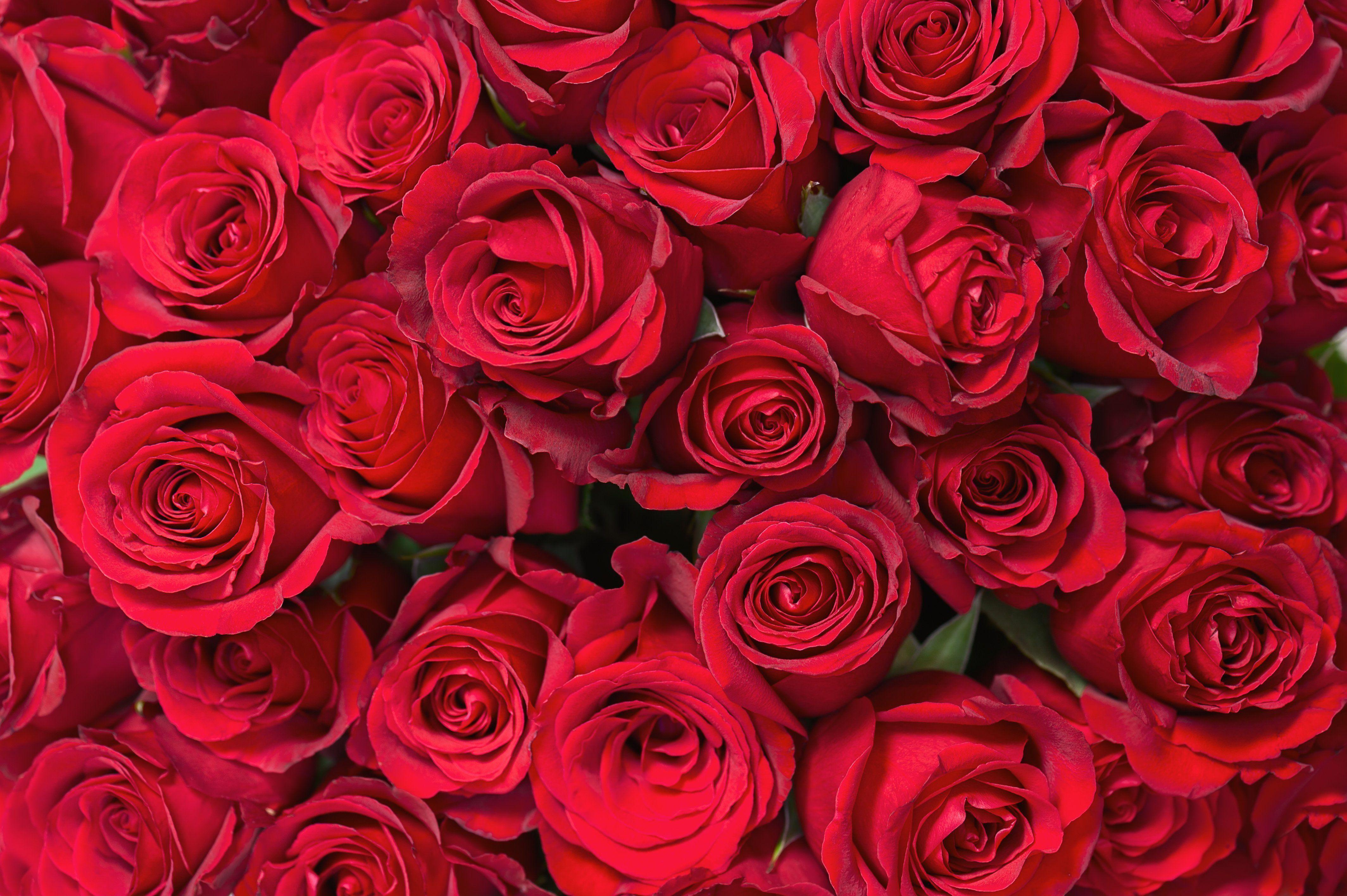4256x2832 Valentine's Day Flowers Wallpaper