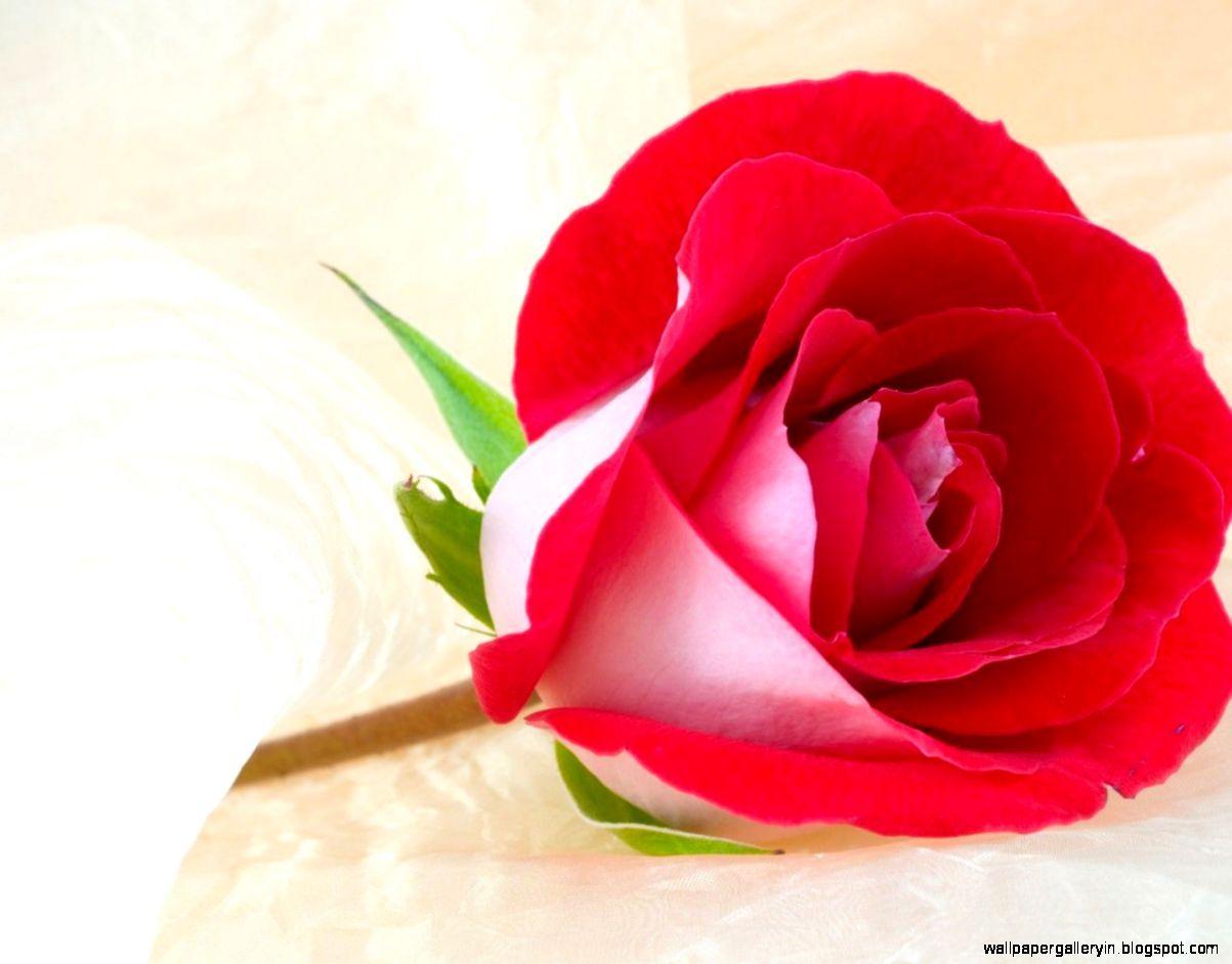 1203x942 Valentines Days Rose Flowers Wallpaper
