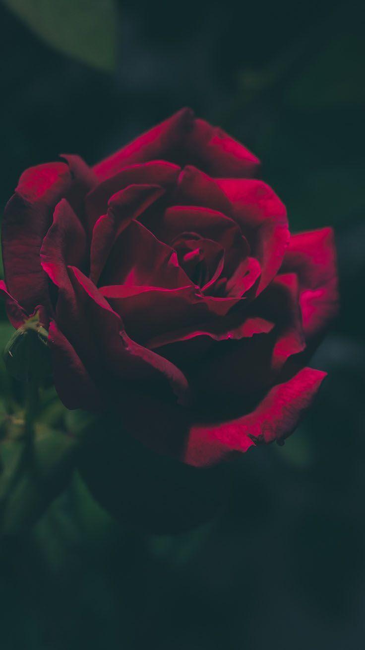 736x1308 A Dozen Red Roses iPhone Wallpaper for Valentine's Day