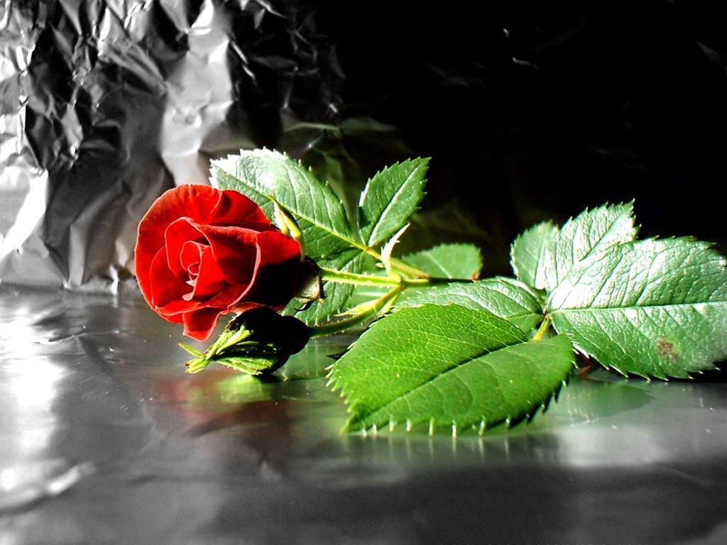 1024x768 Free download Red Rose Valentines Day Flower Desktop Wallpaper Pc