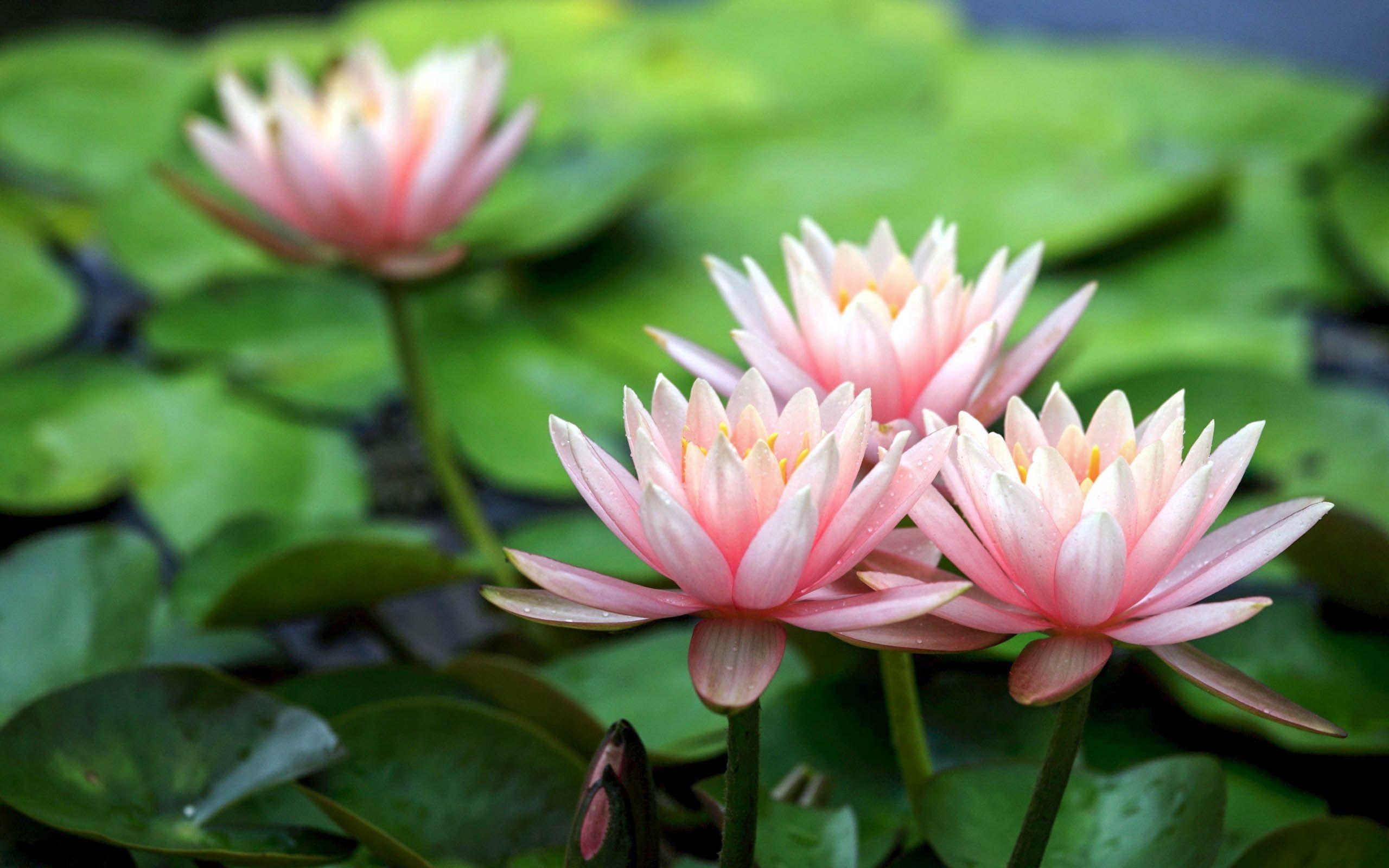 2560x1600 Lotus Flower Beautiful High Quality HD Wallpaper HD Wallpaper