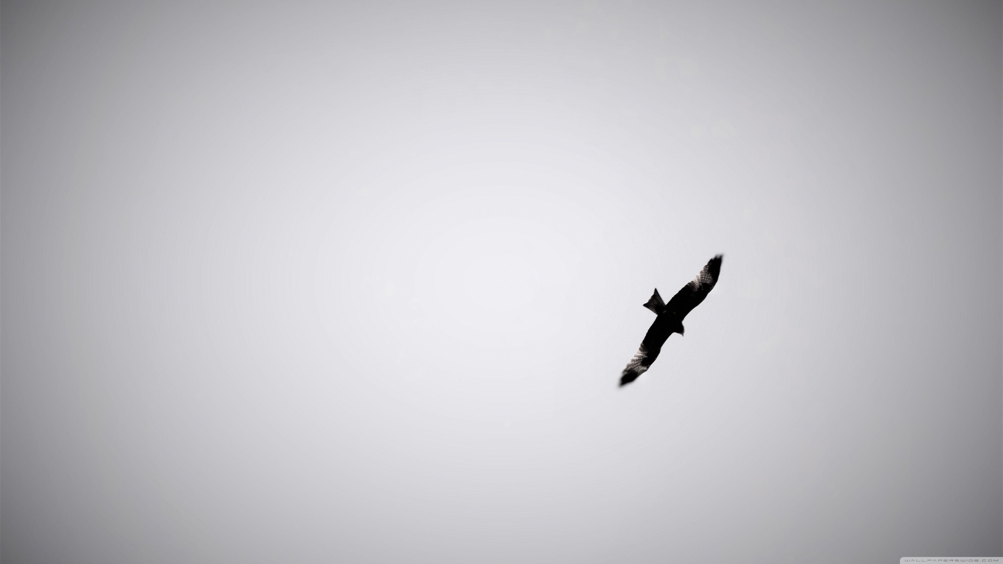 3840x2160 BW Eagle Ultra HD Desktop Background Wallpaper for 4K UHD TV