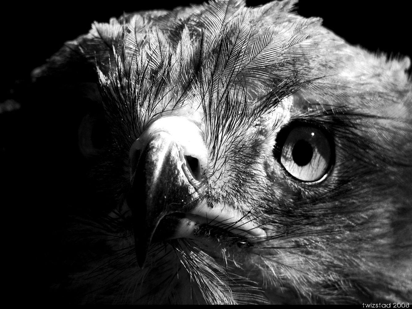 Eagle Black and White Wallpapers Top Free Eagle Black and White Backgrounds WallpaperAccess