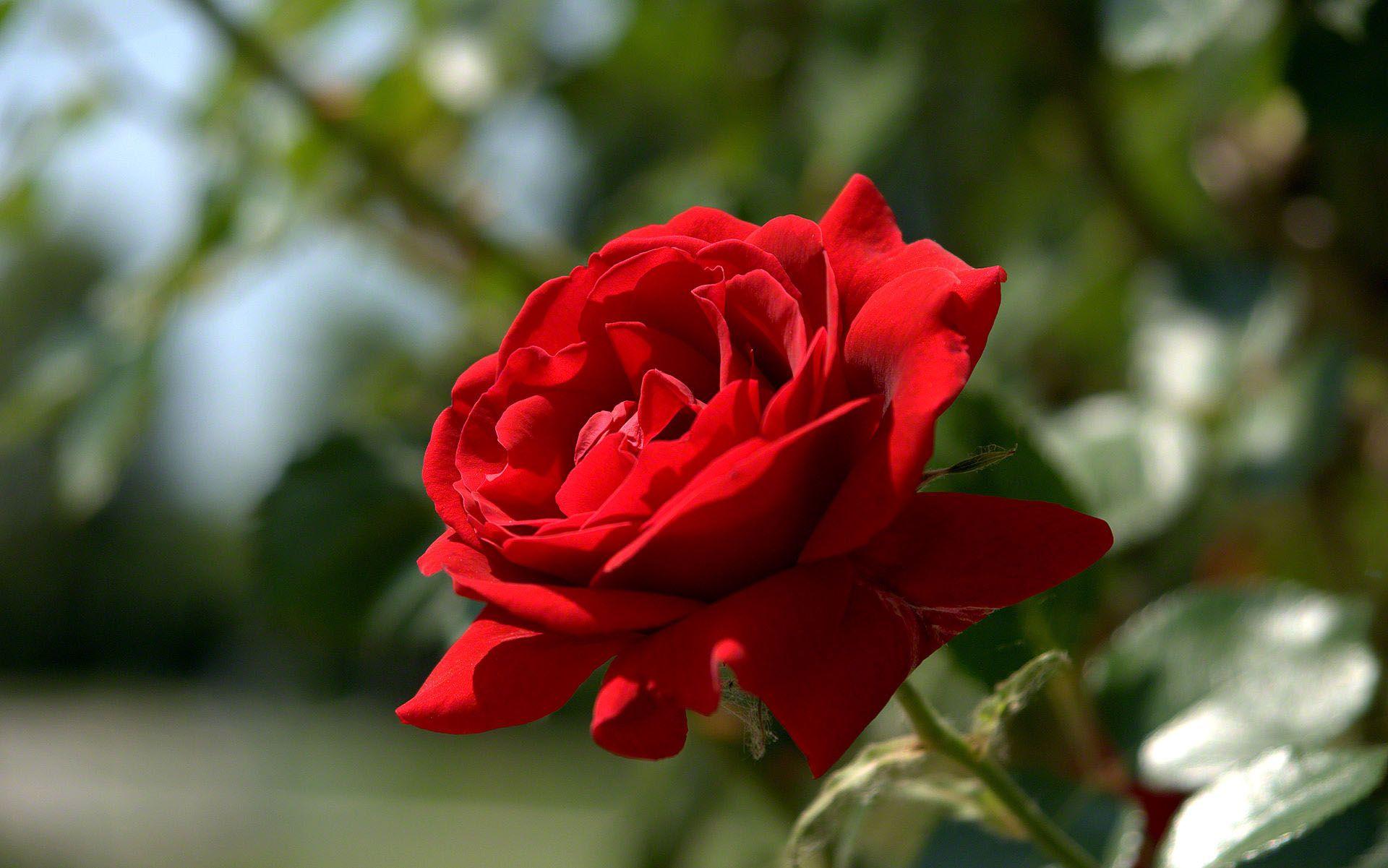 1920x1201 hình nền hoa hồng đỏ đẹp